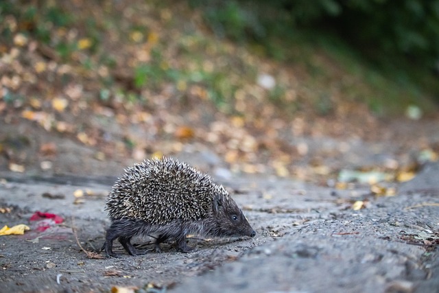 阿莫林：利马差不多已具备参赛条件，我们要捍卫主场胜利
